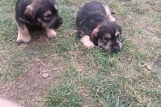 Maluszki do adopcji,  małopolskie Tarnów