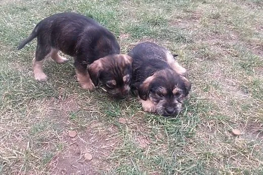 Maluszki do adopcji,  małopolskie Tarnów