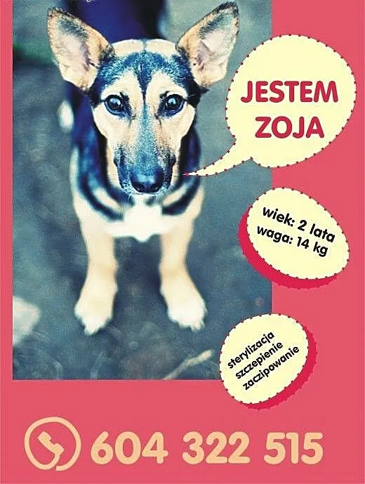Zoja – młoda, niewielka suczka o pięknyc