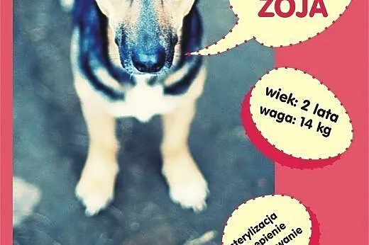 Zoja &#8211; młoda, niewielka suczka o pięknyc