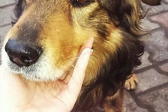 Fuks rodzinny psiak szuka domu