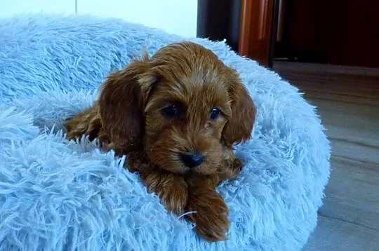 Suczka rasy Maltipoo