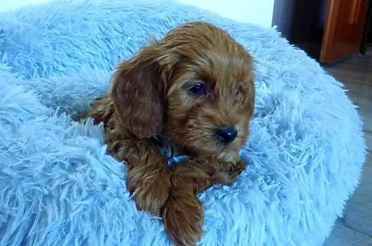 Suczka rasy Maltipoo, Świętokrzyskie, Kielce