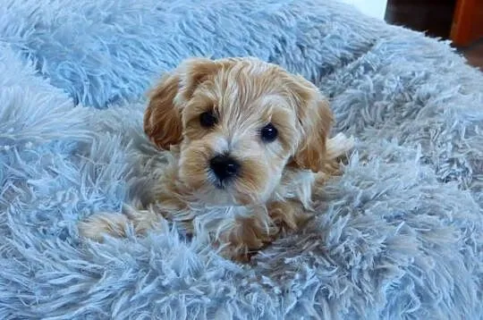 Suczka rasy Maltipoo, Świętokrzyskie, Kielce