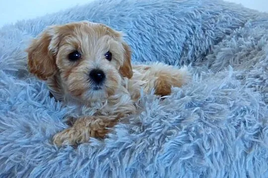 Suczka rasy Maltipoo, Świętokrzyskie, Kielce