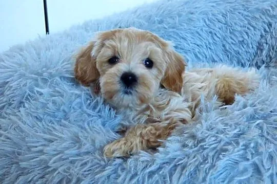 Suczka rasy Maltipoo, Świętokrzyskie, Kielce
