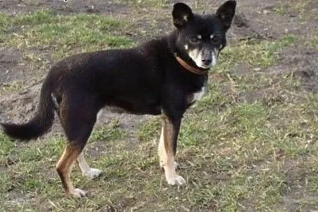 Moja Pani zmarła-jej bliscy oddali mnie do schroni