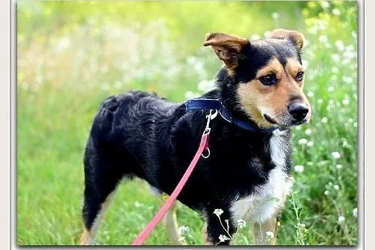Średni 14 kg,łagodny,towarzyski,wesoły,zaszczepiony psiak SID.Adopcja.