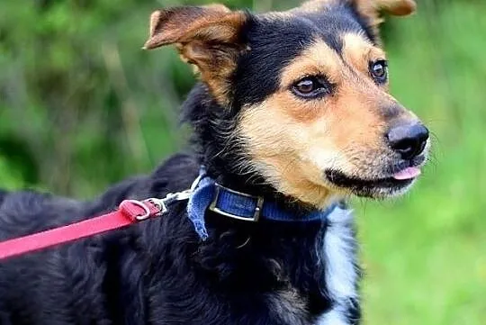 Średni 14 kg,łagodny,towarzyski,wesoły,zaszczepiony psiak SID.Adopcja., Łódzkie, Łódź