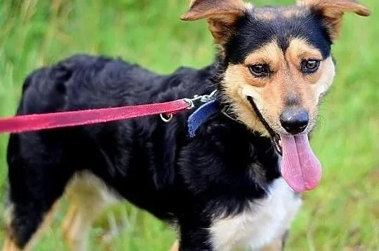 Średni 14 kg,łagodny,towarzyski,wesoły,zaszczepiony psiak SID.Adopcja., Łódzkie, Łódź