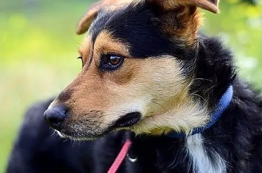 Średni 14 kg,łagodny,towarzyski,wesoły,zaszczepiony psiak SID.Adopcja., Łódzkie, Łódź