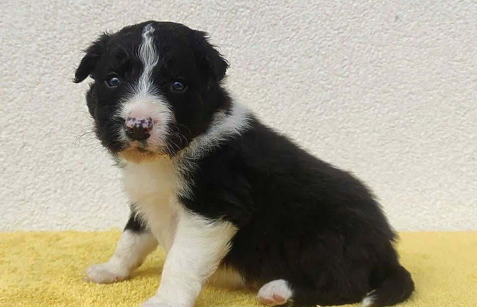 BORDER COLLIE piękne rasowe szczenię z hodowli, Podkarpackie, Iwonicz