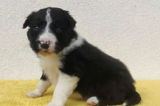 BORDER COLLIE piękne rasowe szczenię z hodowli, Podkarpackie, Iwonicz