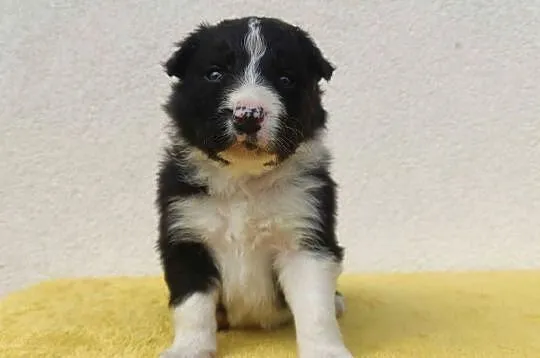 BORDER COLLIE piękne rasowe szczenię z hodowli, Podkarpackie, Iwonicz