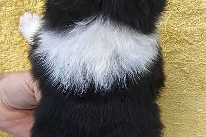 BORDER COLLIE piękne rasowe szczenię z hodowli, Podkarpackie, Iwonicz