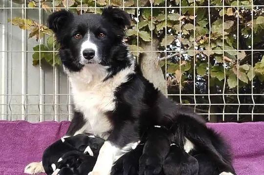 BORDER COLLIE piękne rasowe szczenię z hodowli, Podkarpackie, Iwonicz