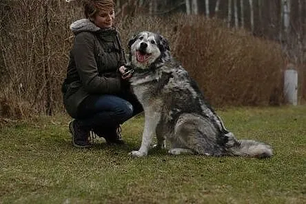 Aron w typie malamuta prosi o kochający dom ,  pom