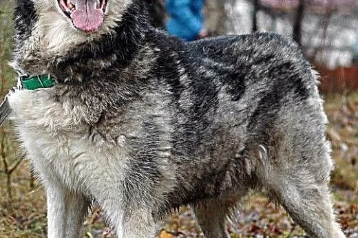Aron w typie malamuta prosi o kochający dom ,  pom