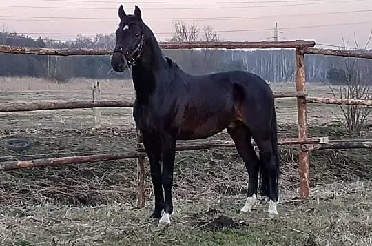 Stanówka ogier Courtier old, Śląskie, Rybnik