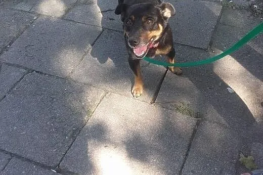 Malutka, niespełna 6 kg sunia szuka pilnie domu!, 