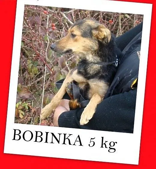 Mikrosuczka, 5 kg,łagodna,wesoła,tulaśna BOBINKA.A