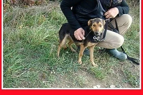 Mikrosuczka, 5 kg,łagodna,wesoła,tulaśna BOBINKA.A
