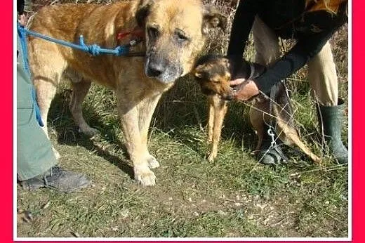 Mikrosuczka, 5 kg,łagodna,wesoła,tulaśna BOBINKA.A