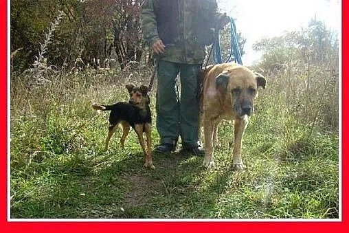 Mikrosuczka, 5 kg,łagodna,wesoła,tulaśna BOBINKA.A