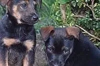 Zumba- urocza, 3 miesięczna dziewczynka do adopcji