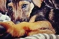 Zumba- urocza, 3 miesięczna dziewczynka do adopcji