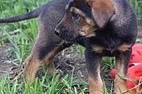Zumba- urocza, 3 miesięczna dziewczynka do adopcji