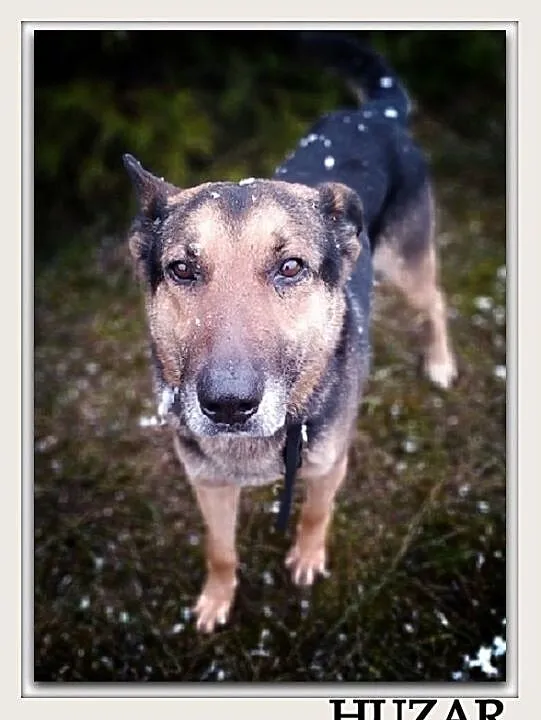 Duży,6 letni,w typie owczarka niem,przyjazny,czujny pies HUZAR.Adopcja., Śląskie, Katowice
