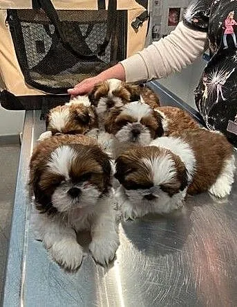 Piesek Shih Tzu z rodowodem FCI, , Bydgoszcz
