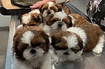 Piesek Shih Tzu z rodowodem FCI, , Bydgoszcz