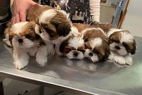 Piesek Shih Tzu z rodowodem FCI, , Bydgoszcz