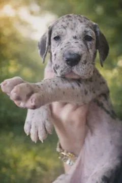 Dog niemiecki piękne zarejestrowane szczenięta na sprzedaż, Mazowieckie, Warszawa