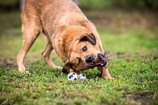LEJLA z utęsknieniem już tyle lat czeka na swojego człowieka!, , Wrocław