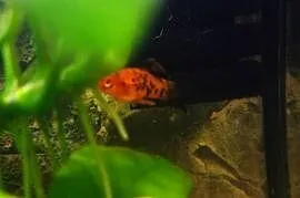 Mieczyk młody samiec sprzedam lub zamienię
