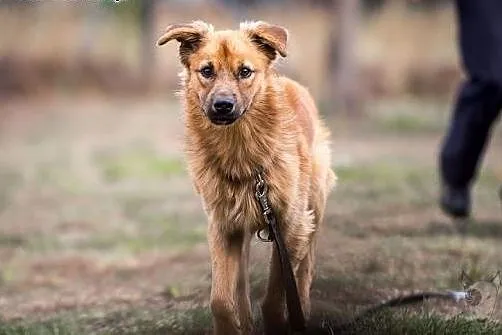 Bursztynek śliczny chłopak do adopcji,  śląskie Ra