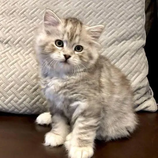 Kotek rasy American Bobtail gotowy do nowego domu. Chcielibyśmy, żeby się rozstał., Małopolskie, Kraków
