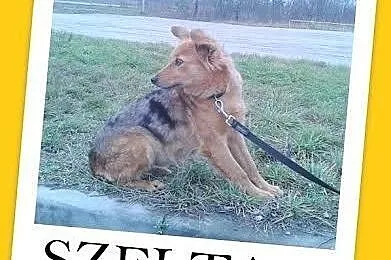 SZELTA-ruda suczka bardzo sympatyczna,delikatna, łagodna.Adopcja.,  małopolskie Kraków
