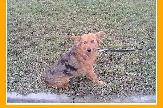 SZELTA-ruda suczka bardzo sympatyczna,delikatna, ł
