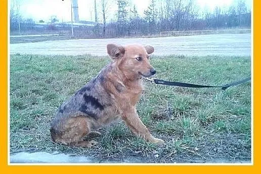 SZELTA-ruda suczka bardzo sympatyczna,delikatna, ł