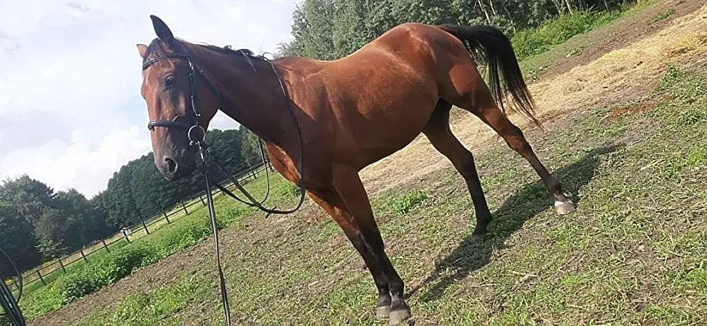 Kuc sportowy gr. A2 Chantal, Pomorskie, Gdańsk