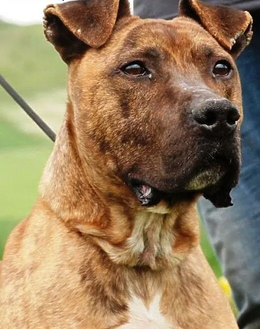 Tazik łagodny, smutny amstaff szuka domu, małopol