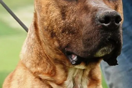 Tazik łagodny, smutny amstaff szuka domu,  małopol