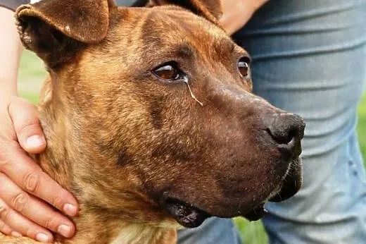 Tazik łagodny, smutny amstaff szuka domu,  małopol