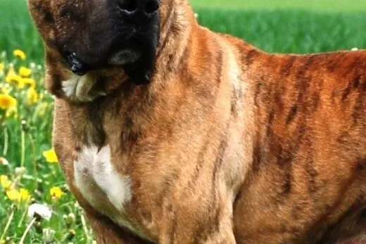 Tazik łagodny, smutny amstaff szuka domu,  małopol