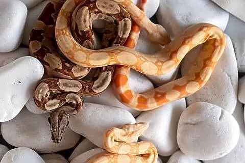 Boa Albino kahl het anery t1 poss. het blood