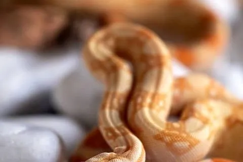 Boa Albino kahl het anery t1 poss. het blood, Wielkopolskie, Poznań